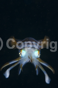 Big-Fin Reef Squid;Indonesia;Lembeh;Lembeh Strait;Loliginidae;North Sulawesi;Sepioteuthis lessoniana;Sulawesi;black;cephalopod;dark;eye;invertebrate;night;night dive;orange;squid;tentacles;vertical;white